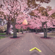 Image for article titled Make cherry blossom trees magically appear in your neighborhood